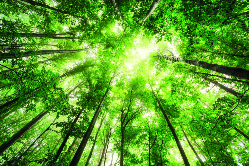 Canopy of green trees